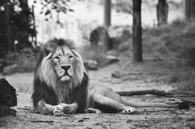 Retrato de un gran león hermoso