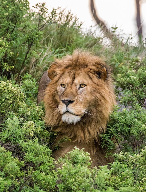 Retrato del gran león macho en la hierba