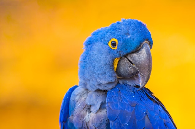 Retrato de gran loro azul guacamayo jacinto