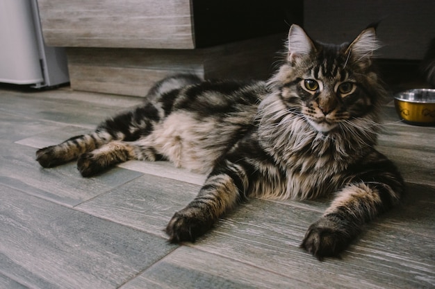 Retrato de un gran mullido Maine Coon tendido en el suelo