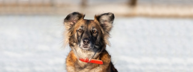 Un retrato de un gran perro callejero de raza mixta Sheepdog taras hacia el lado contra un fondo blanco de invierno