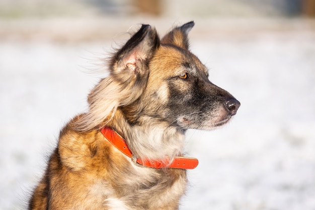 Un retrato de un gran perro callejero de raza mixta Sheepdog taras hacia el lado contra un fondo blanco de invierno