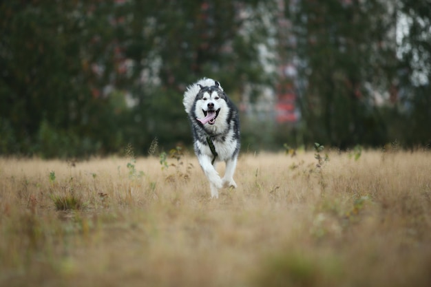 Retrato de un gran perro Malamute de Alaska de pura raza gris blanco corriendo hacia adelante en un campo de primavera