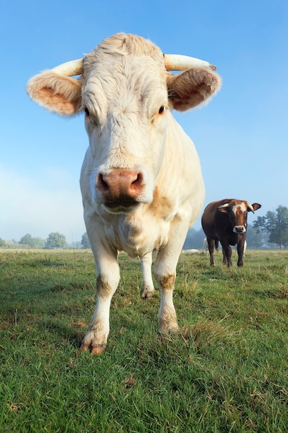 Retrato de gran vaca blanca en un campo