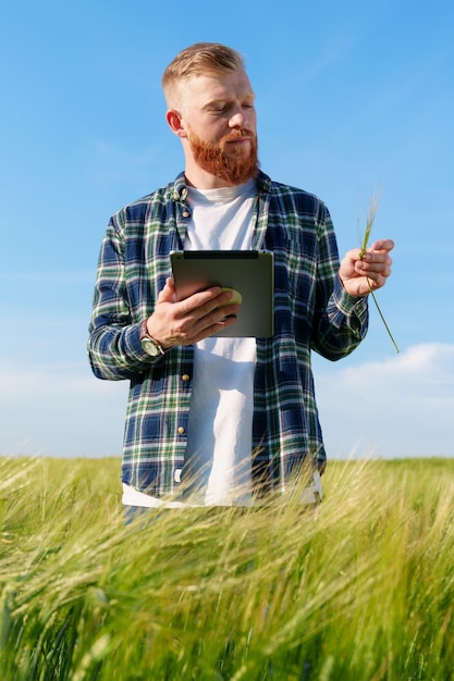 Un retrato de un granjero con barba y una camisa a cuadros mira una espiguilla de trigo e ingresa los indicadores en una tableta