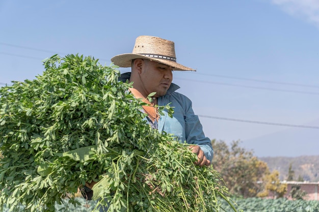 Retrato de granjero en el campo de alfalfa