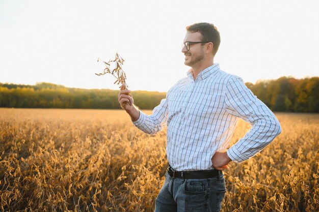 Retrato de granjero de pie en el campo de soja examinando la cosecha al atardecer