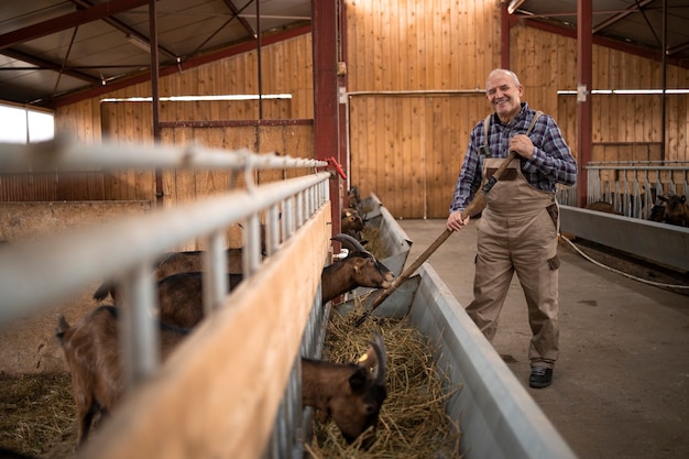 Retrato de granjero senior con horquilla de pie en la granja cuidando y alimentando a los animales domésticos