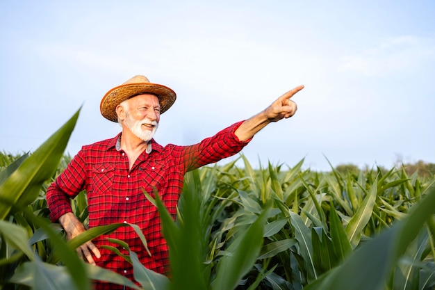 Retrato de granjero senior de pie en el campo de maíz y señalando con el dedo al cielo