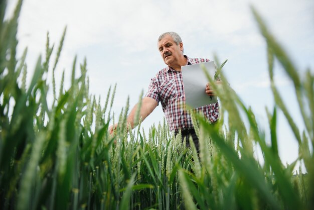 Retrato de granjero senior de pie en un campo de trigo