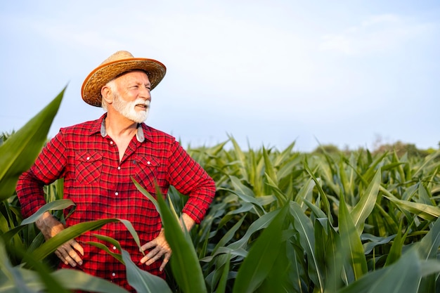 Retrato de granjero senior con sombrero y de pie en el campo de maíz