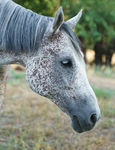 Retrato de un gris mordido por pulgas