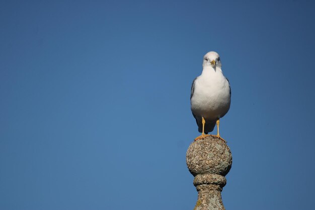 retrato, de, un, gritos, gaviota, primer plano