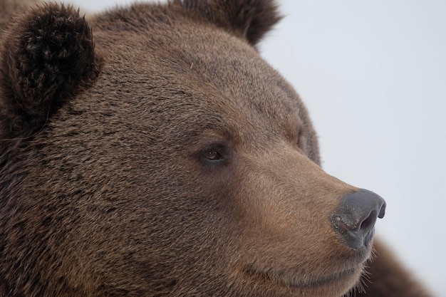 Un retrato grizzly marrón de oso negro en la nieve mientras te mira