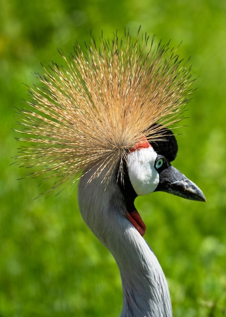 Retrato de la grulla coronada gris africano con corona amarilla