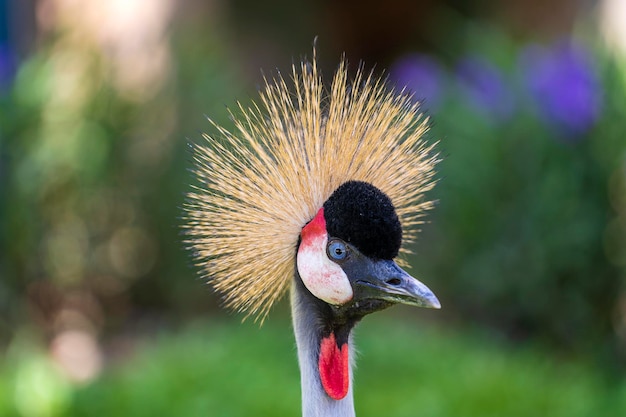 Retrato de grulla coronada gris o Balearica regulorum con sus rígidas plumas doradas en la cabeza.