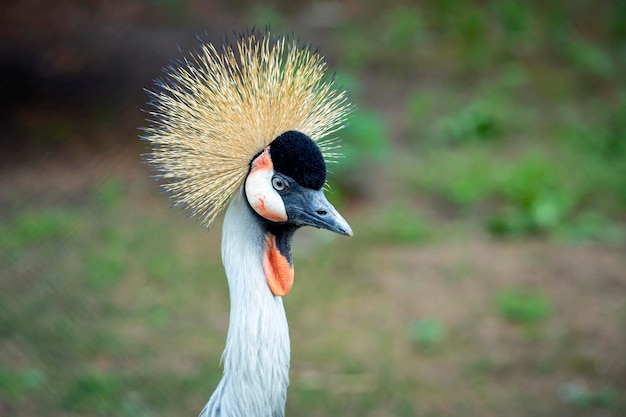 Retrato de una grulla coronada de negro. Primer plano de la cabeza.