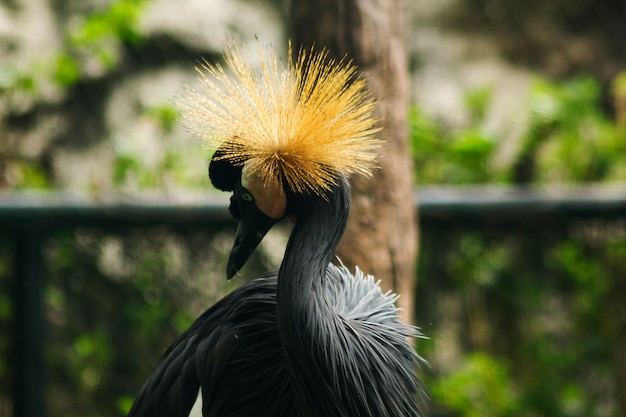 Retrato de grulla coronada negro en el zoológico