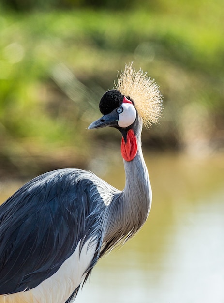 Retrato de una grulla coronada