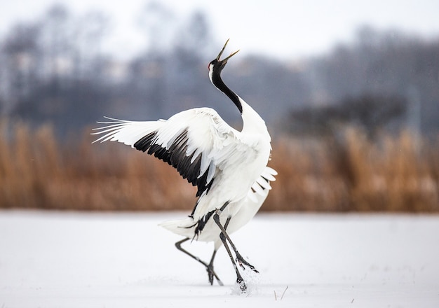 Retrato de grullas japonesas en la naturaleza