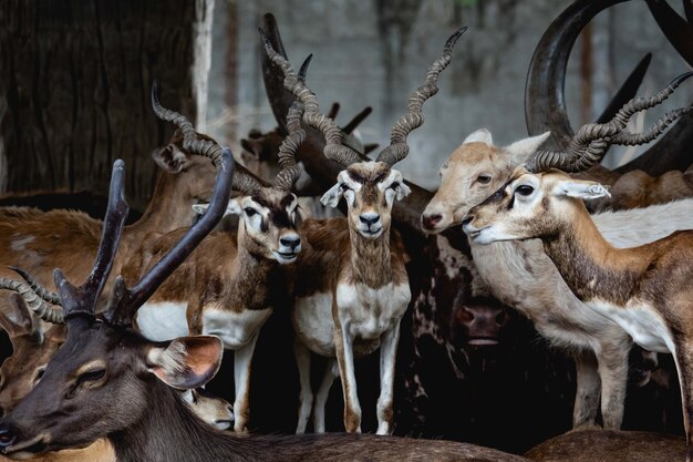 Retrato de grupo de kudu mayor (tragelaphus)