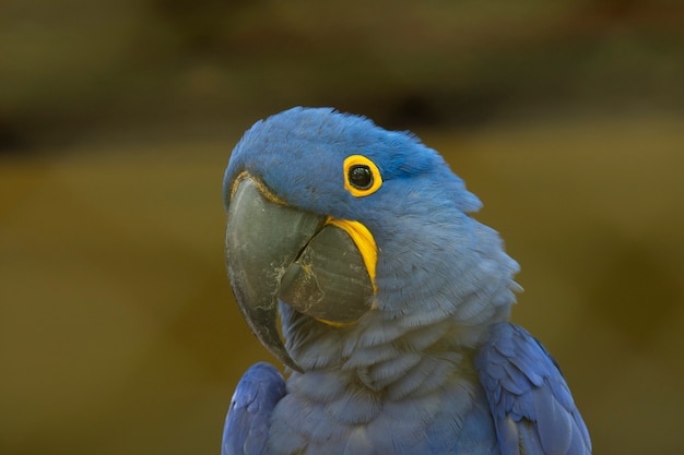 Retrato de una guacamaya azul