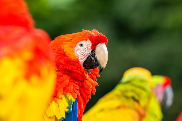 Foto retrato de la guacamaya roja