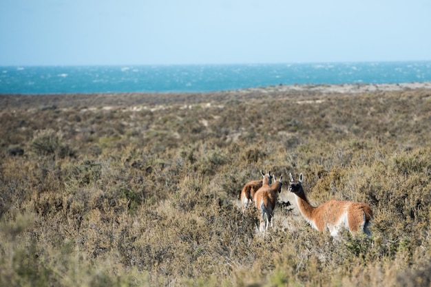 Retrato de Guanaco en la Patagonia Argentina