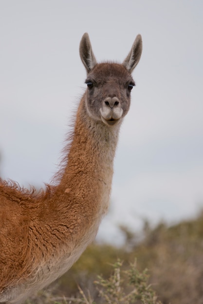 Retrato de un guanaco