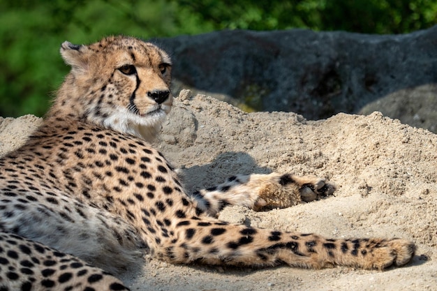 Retrato de guepardo Acinonyx jubatus acostado en la arena