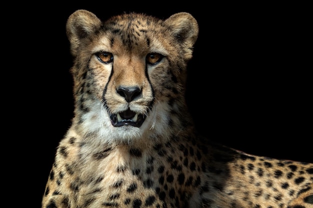 Retrato de guepardo Acinonyx jubatus sobre fondo negro