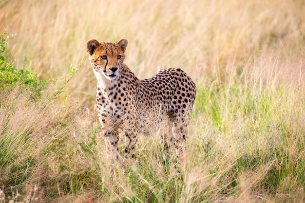 Un retrato de un guepardo en el paisaje de hierba