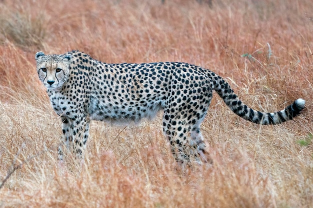 Retrato de guepardo en el parque kruger sudáfrica mientras caza