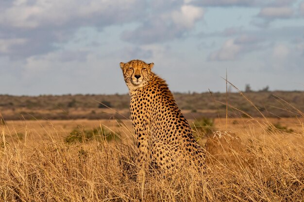 Retrato de un guepardo sentado en tierra