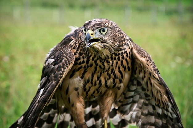 Retrato de halcón.