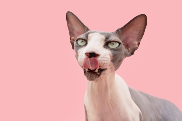 Retrato hambriento gato sphynx lamiendo sus labios con lengua aislado sobre fondo de coral rosa