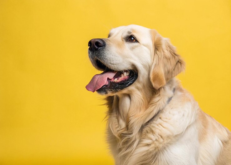 El retrato del Happy Golden Retriever en el estudio