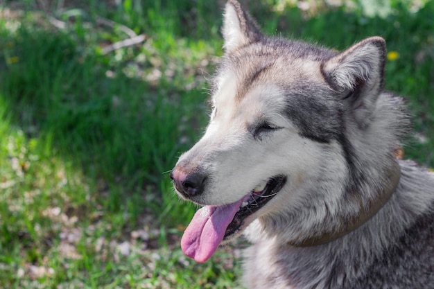 retrato, de, un, hembra, alaskan malamute, perro