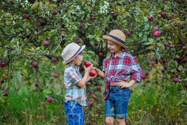 Retrato de un hermano y una hermana en el jardín con manzanas rojas Un niño y una niña están involucrados en la cosecha