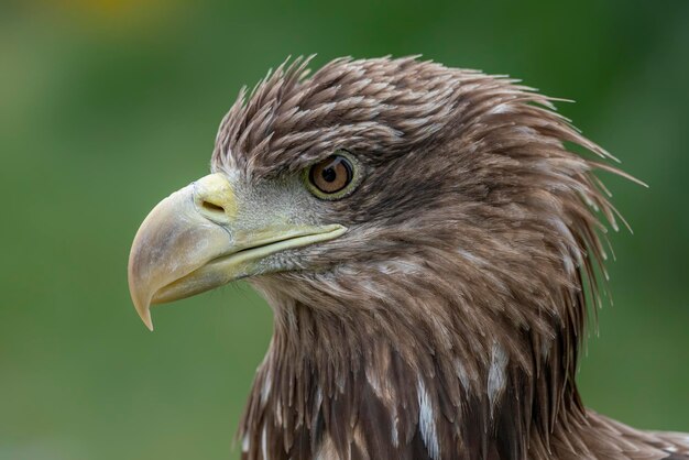 Retrato de una hermosa águila de cola blanca (Haliaeetus albicilla).