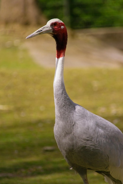 Foto retrato de una hermosa grulla sarus