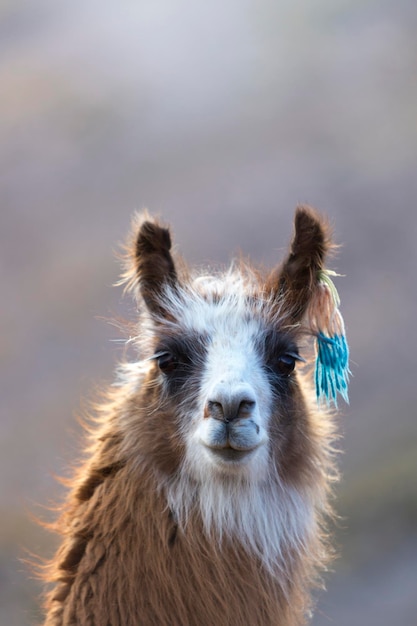 Retrato de hermosa Llama Argentina