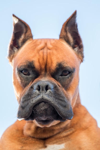 Retrato de una hermosa raza de perro boxer