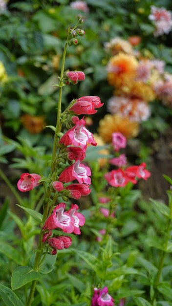 Foto retrato de hermosas flores de colores de la planta penstemon hartwegii