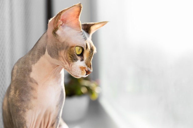 Retrato de un hermoso y adorable gatito esfinge sentado en el alféizar de una ventana y mirando al aire libre