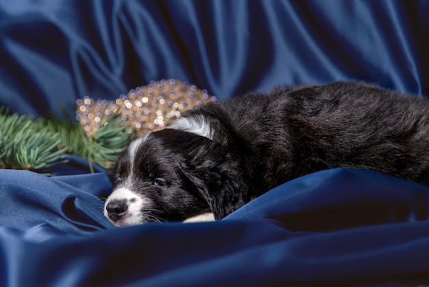 Retrato de un hermoso adorable lindo cachorro border collie blanco y negro acostado en la colcha azul