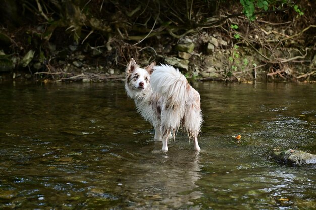 Retrato de hermoso border collie en el río