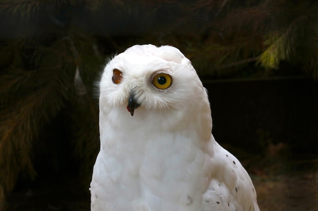 Retrato de un hermoso búho blanco en el bosque Vida silvestre