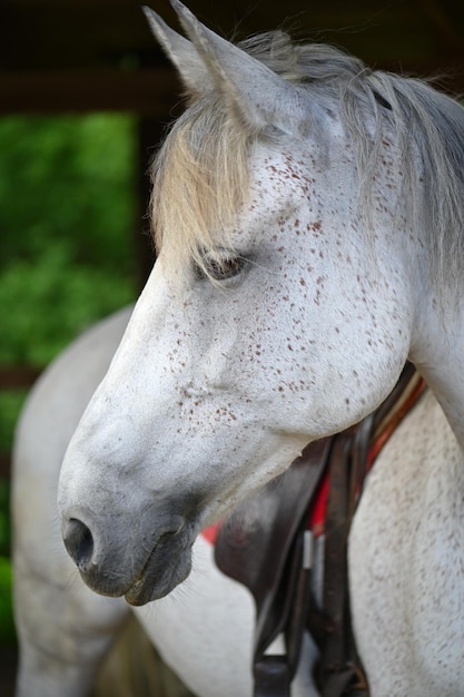 Retrato del hermoso caballo blanco en la granja de Eslovaquia