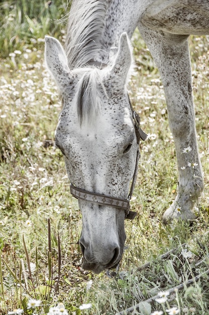 Retrato de un hermoso caballo gris